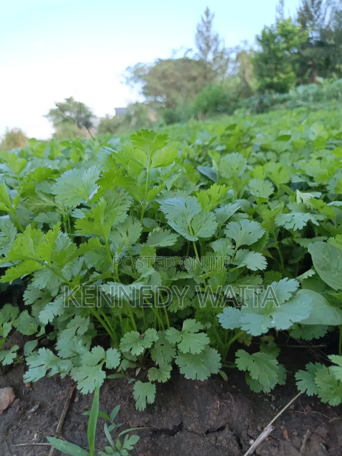 Dania for Sale