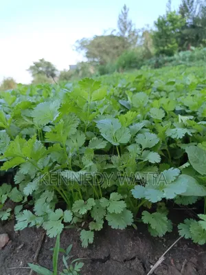 Dania for Sale