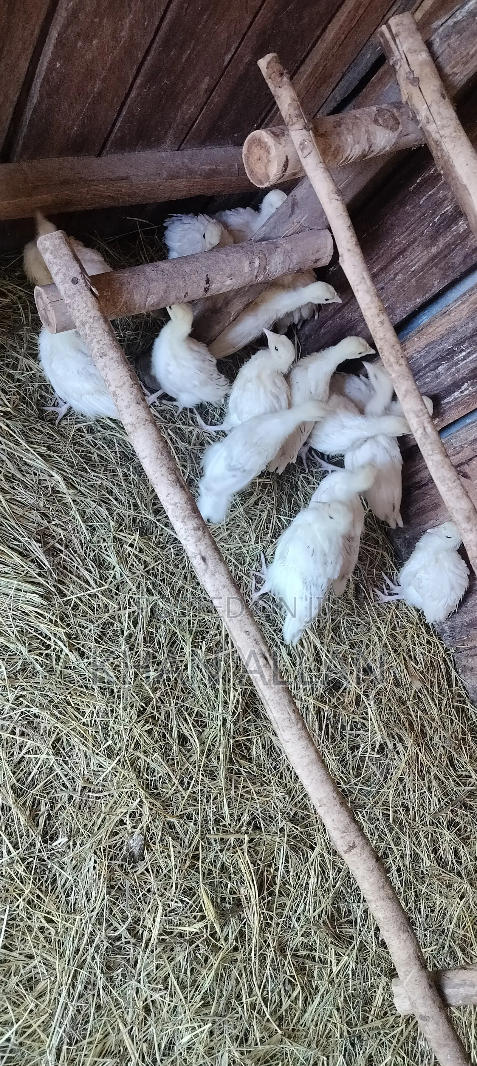 Turkey Poults