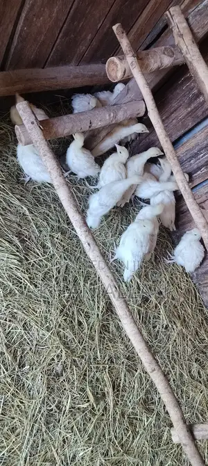 Turkey Poults
