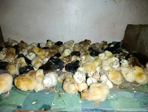 Newly Hatched, Mixed-Breed Day-Old Chicks - Sasso
