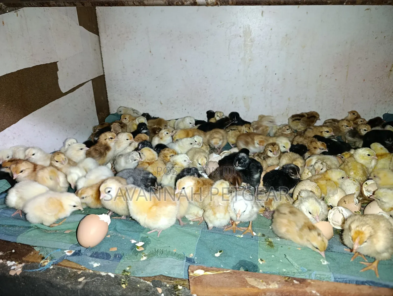 Newly Hatched, Mixed-Breed Day-Old Chicks - Sasso
