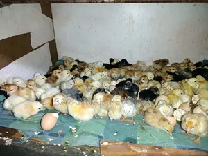 Newly Hatched, Mixed-Breed Day-Old Chicks - Sasso