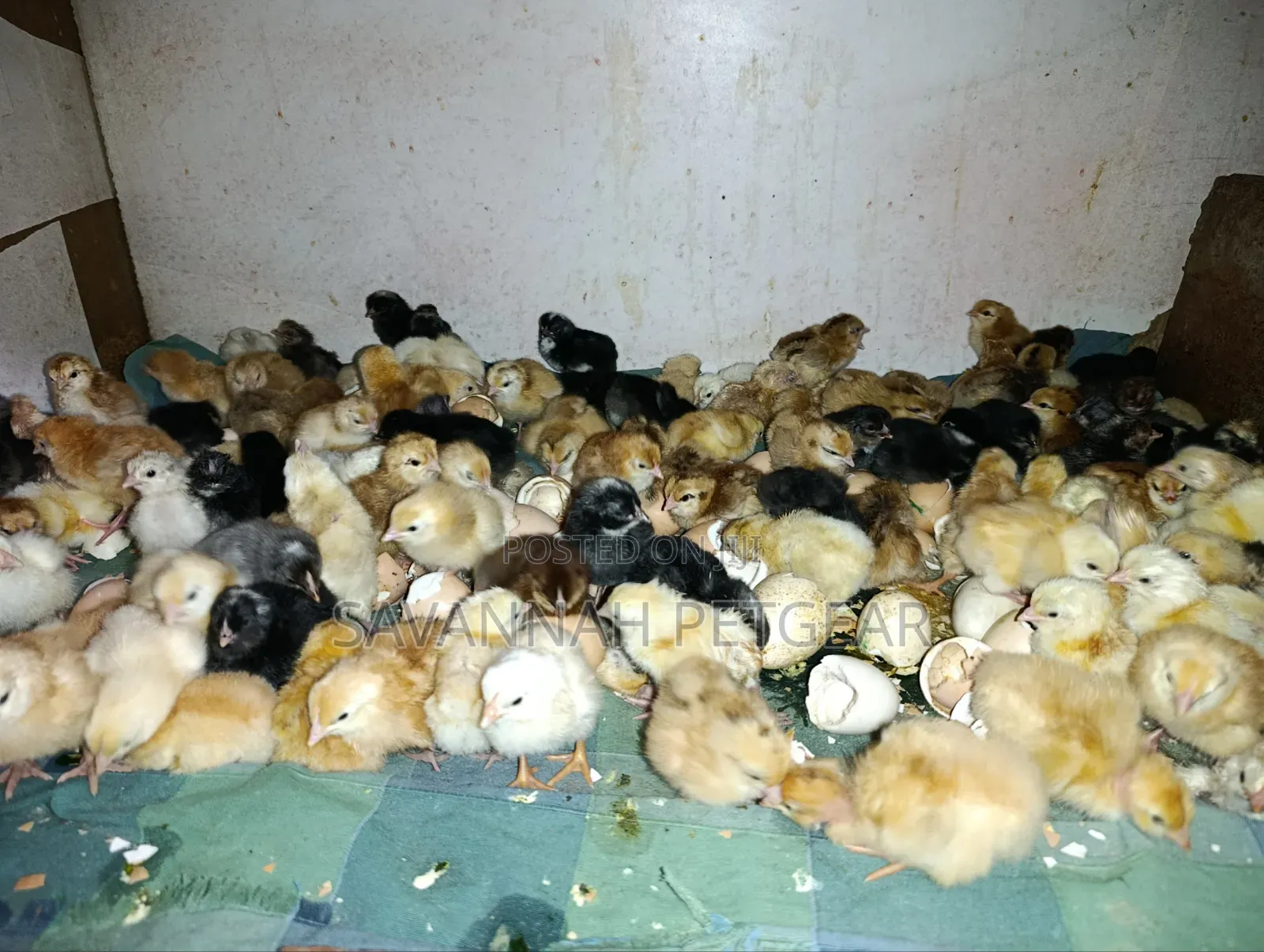 Newly Hatched, Mixed-Breed Day-Old Chicks - Sasso