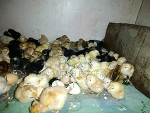 Newly Hatched, Mixed-Breed Day-Old Chicks - Sasso