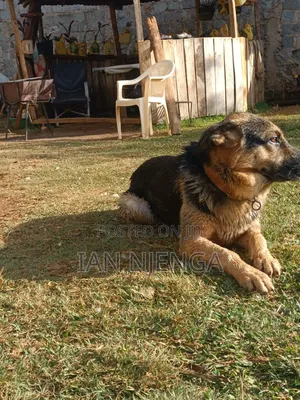 1+ year Male Purebred German Shepherd