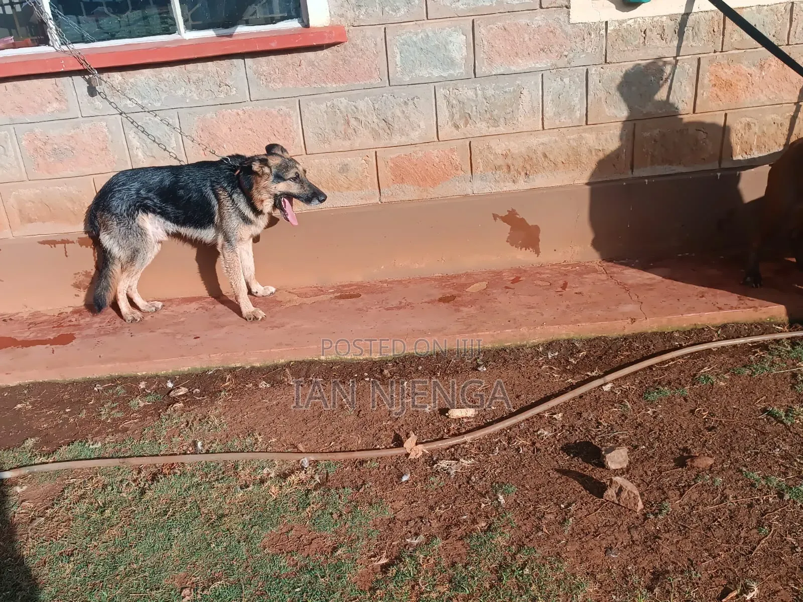 1+ year Male Purebred German Shepherd