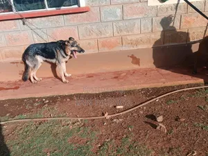 1+ year Male Purebred German Shepherd