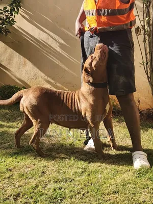 1+ year Female Purebred Boerboel
