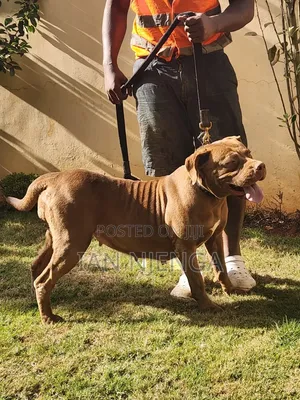 1+ year Female Purebred Boerboel