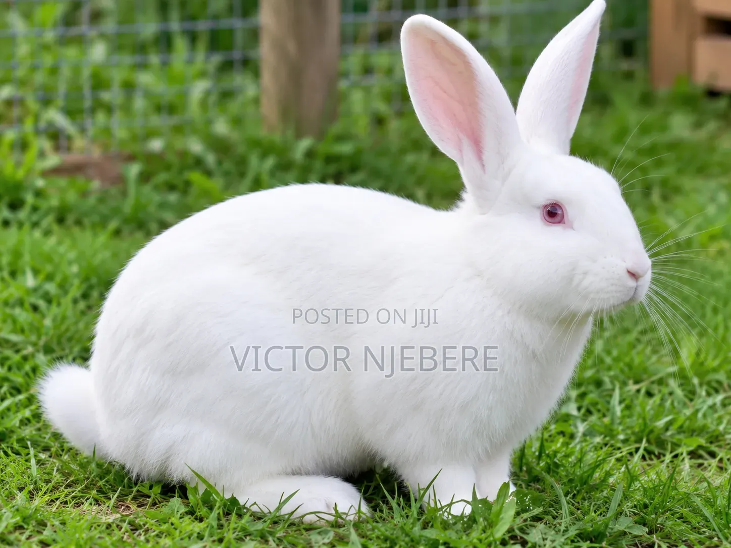 Mature Rabbit
