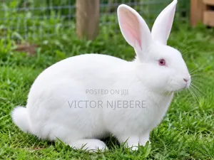 Mature Rabbit