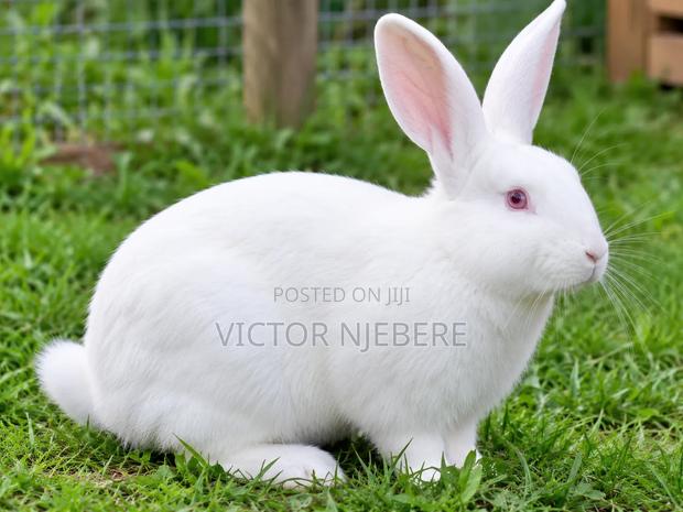 Mature Rabbit - main view