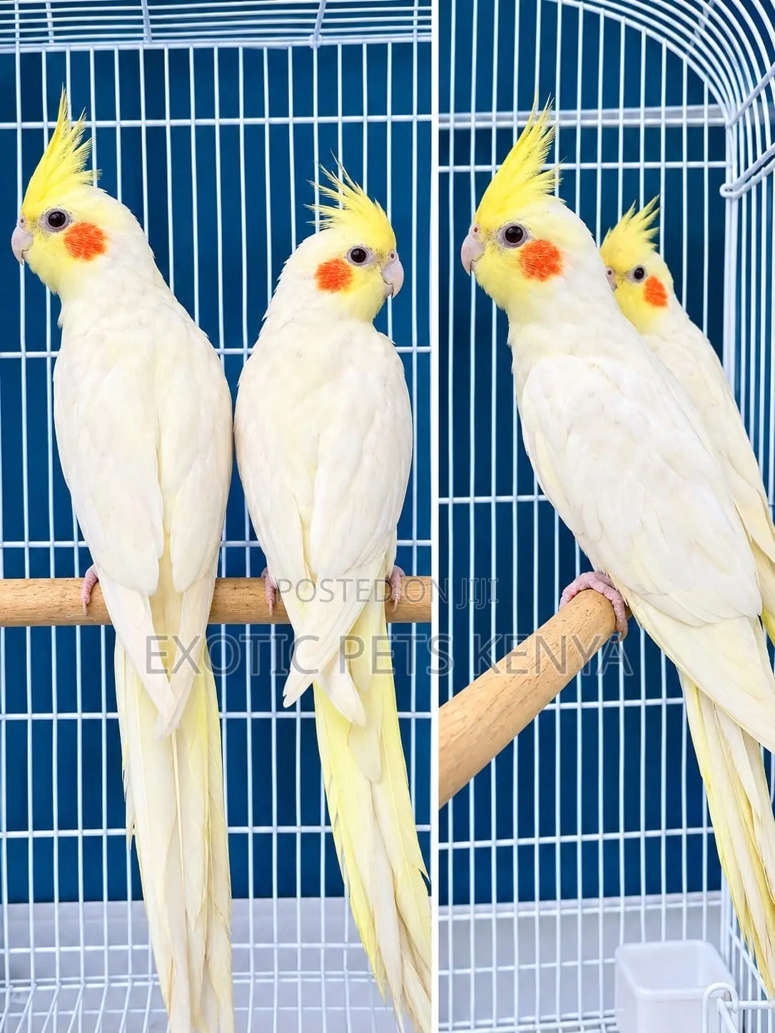 Yellow (Lutino) Cockatiels