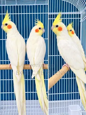 Yellow (Lutino) Cockatiels