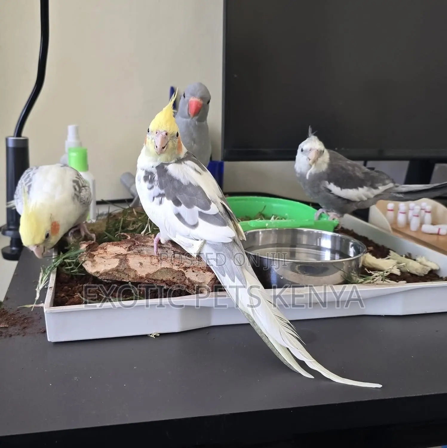 Hand Raised Cockatiels