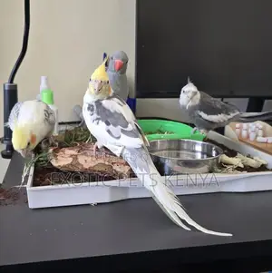 Hand Raised Cockatiels