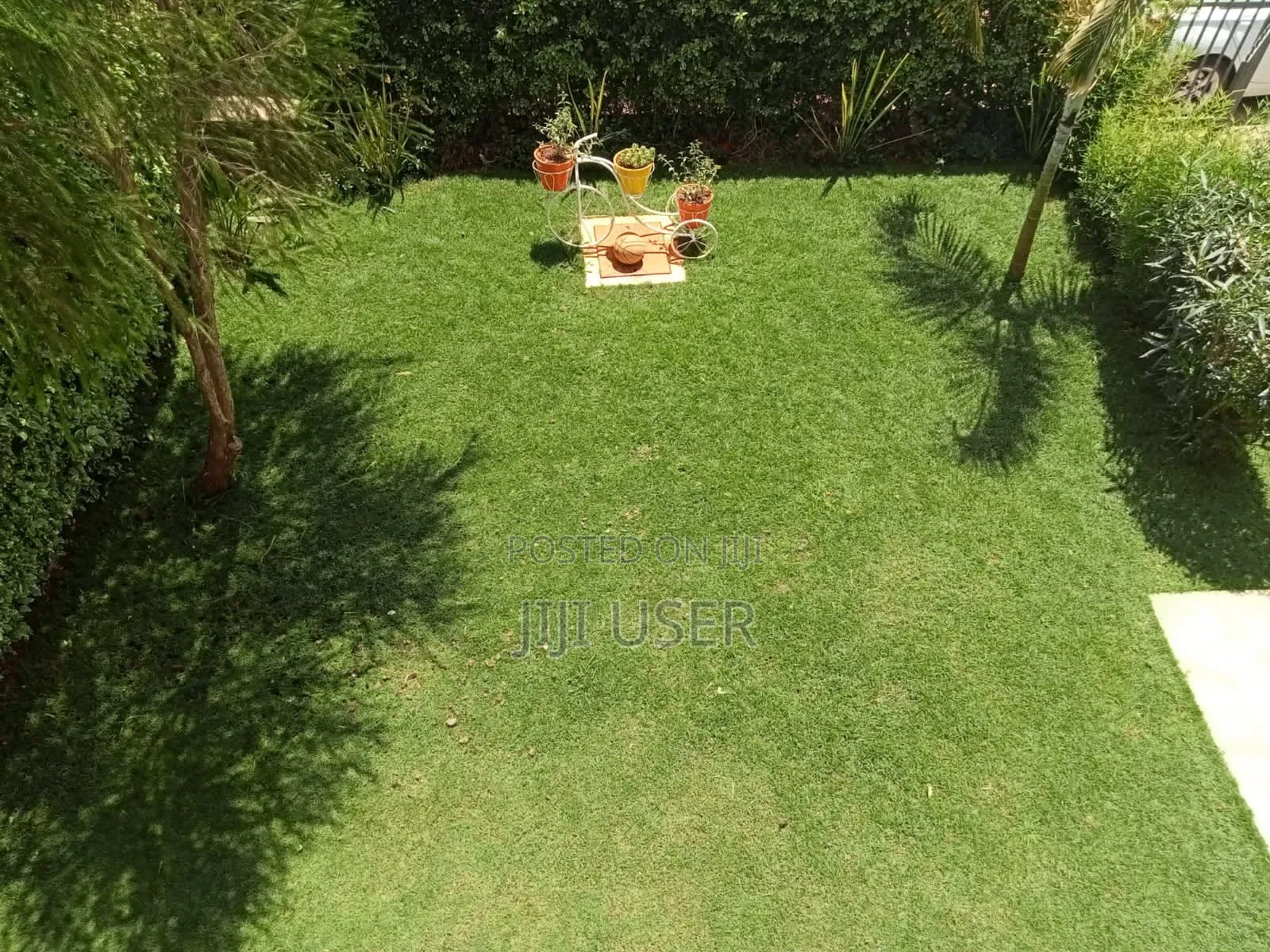 Pemba. Grass