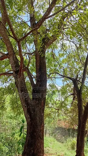 Galu Beach-Front 1/4 Acre Plot Only 100 Metres From the Sea Water.