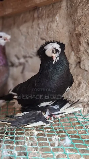 Male Trumpeter Pigeon