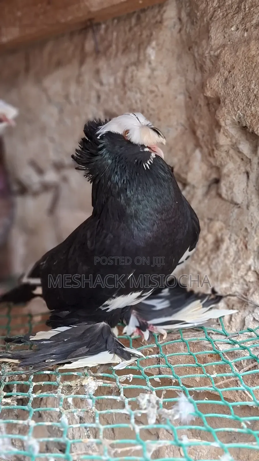 Male Trumpeter Pigeon