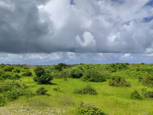 12 Acres Sand Beach Plot for Sale – Jacaranda, Near St. Thomas!