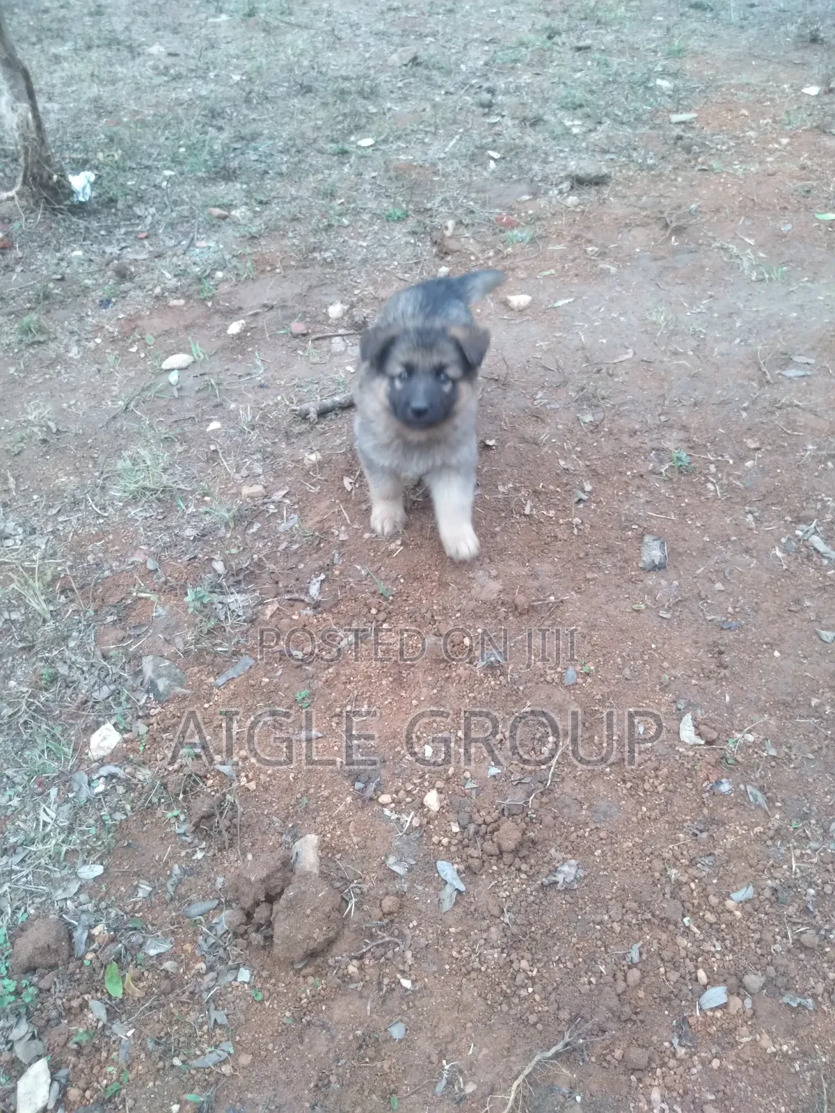 1-3 months Male Purebred German Shepherd