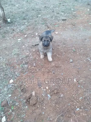 1-3 months Male Purebred German Shepherd