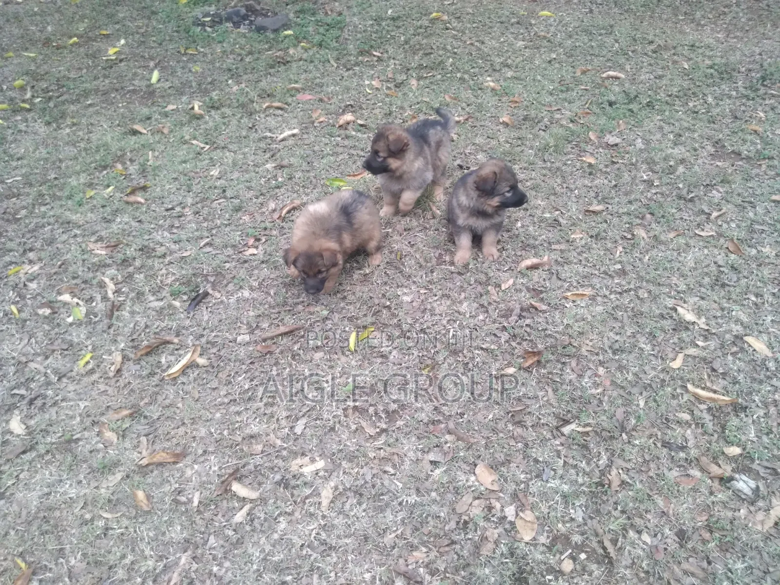 1-3 months Male Purebred German Shepherd