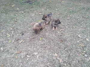 1-3 months Male Purebred German Shepherd