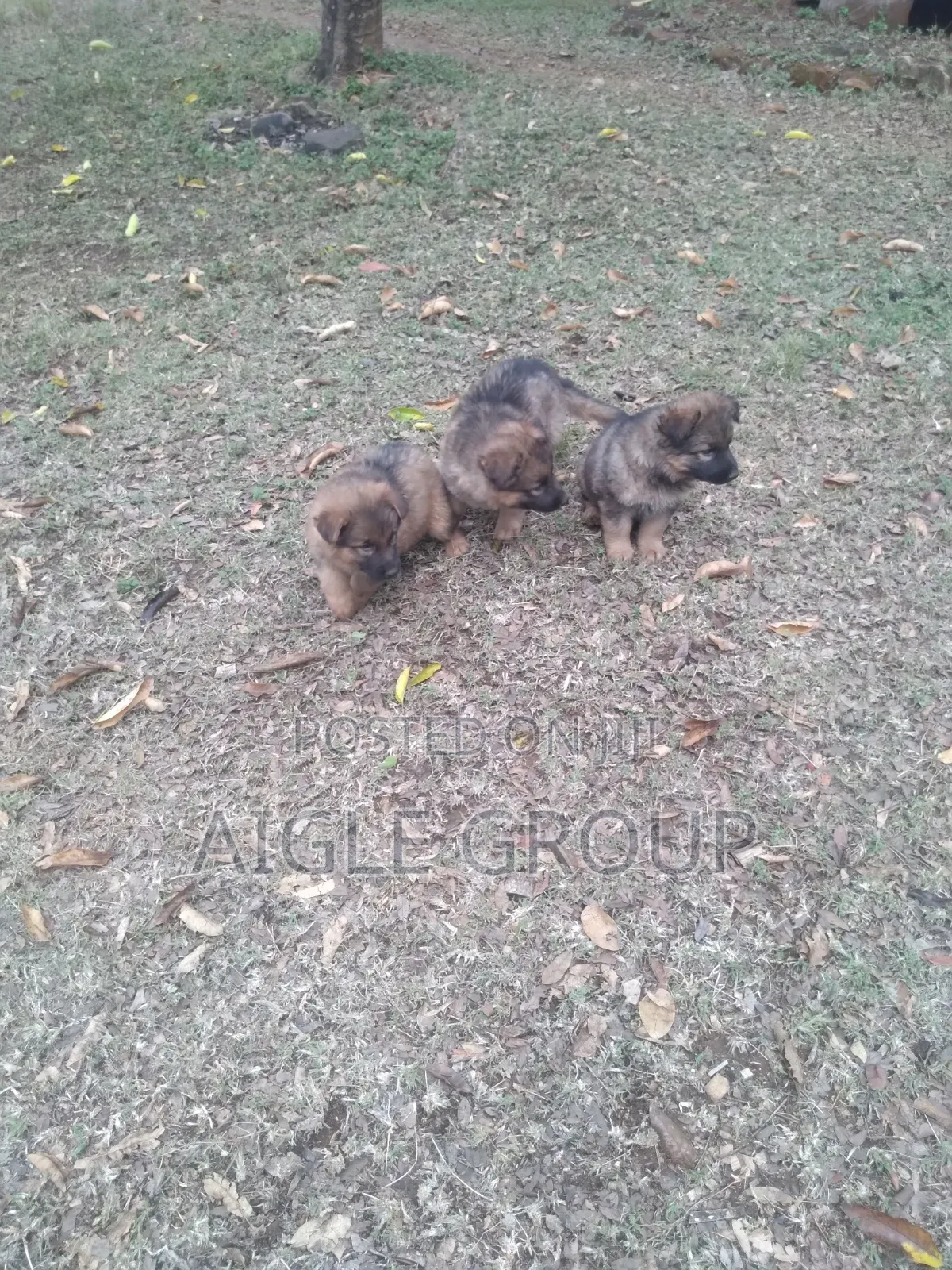 1-3 months Male Purebred German Shepherd