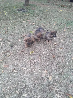 1-3 months Male Purebred German Shepherd