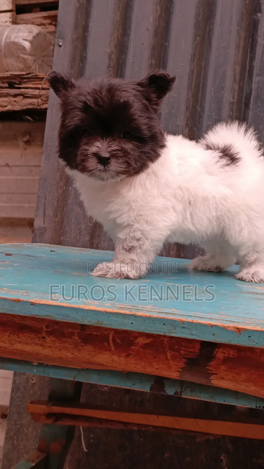1-3 months Female Purebred Havanese