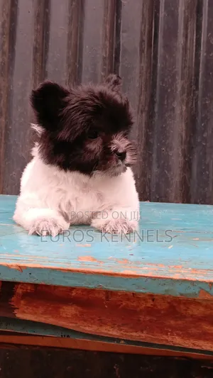 1-3 months Female Purebred Havanese