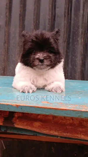 1-3 months Female Purebred Havanese
