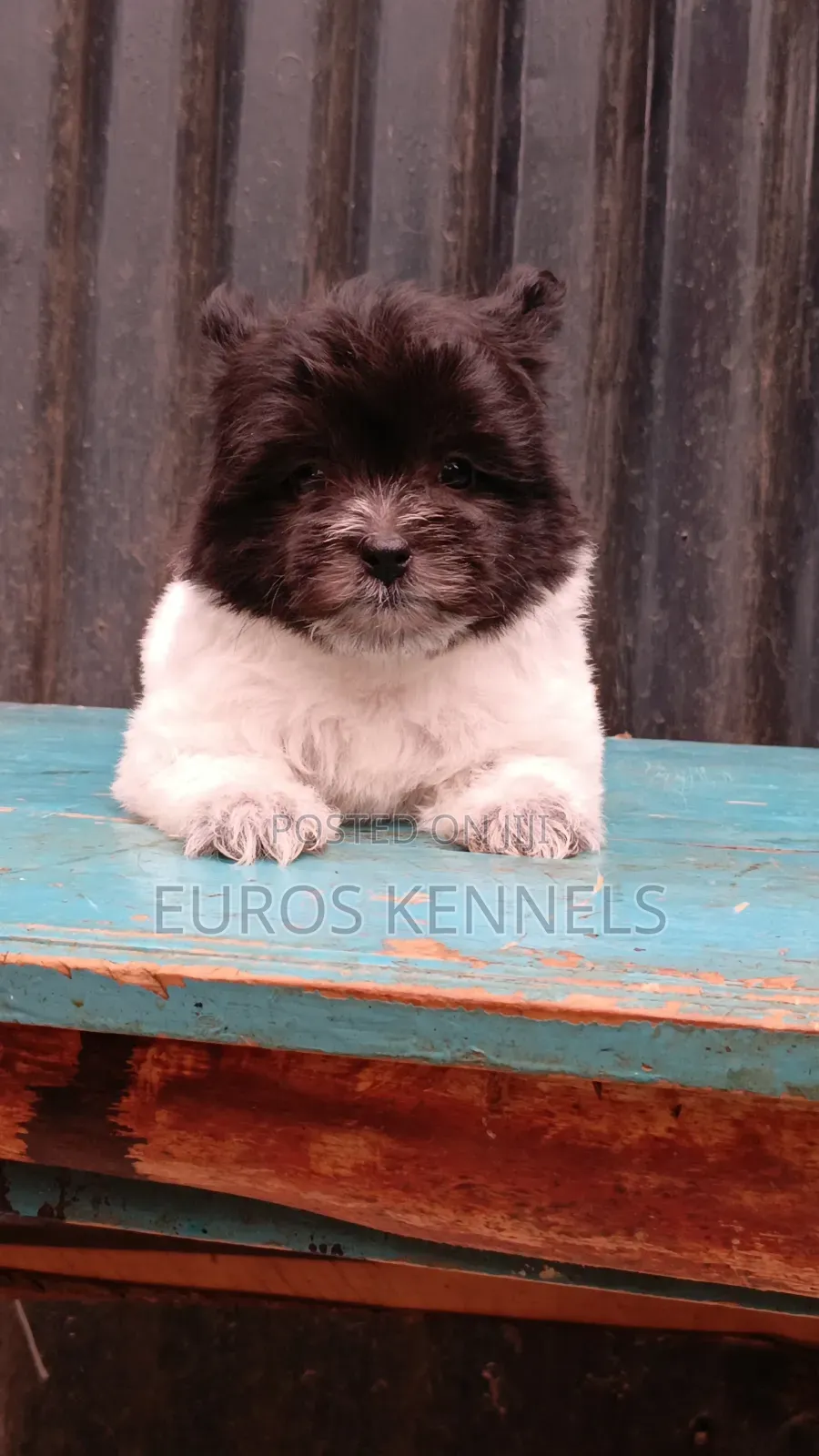 1-3 months Female Purebred Havanese