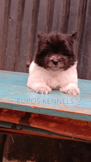 1-3 months Female Purebred Havanese