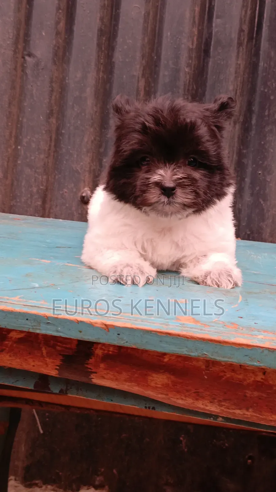 1-3 months Female Purebred Havanese