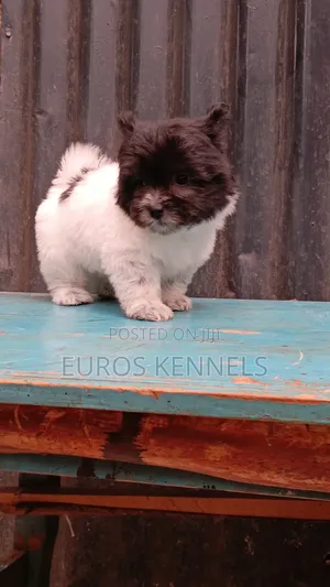 1-3 months Female Purebred Havanese