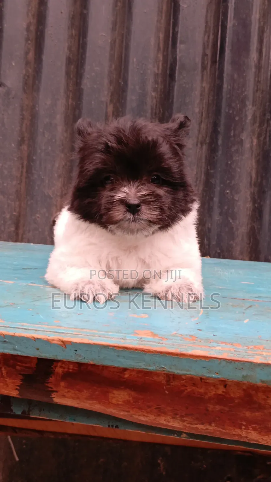 1-3 months Female Purebred Havanese