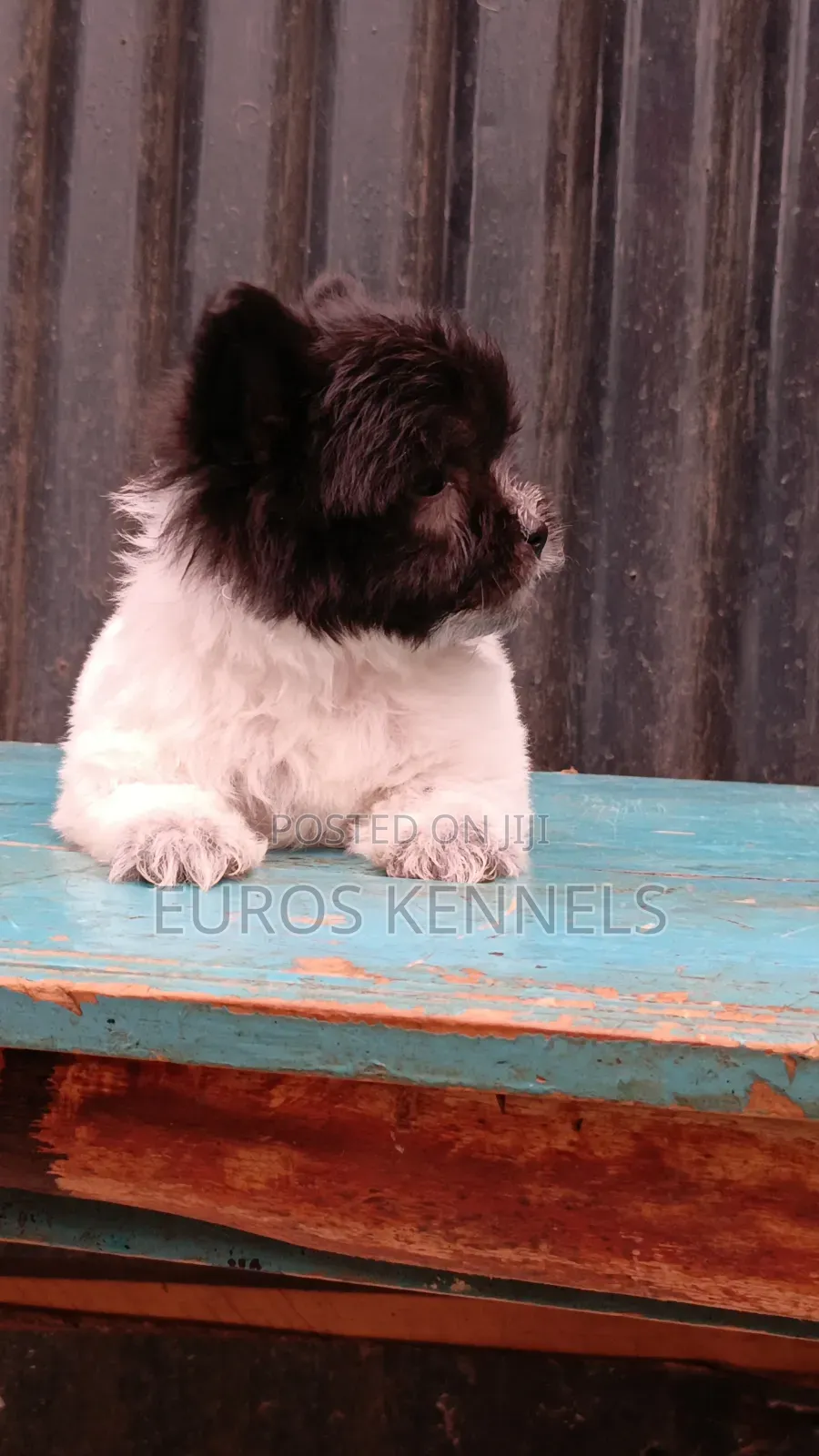 1-3 months Female Purebred Havanese