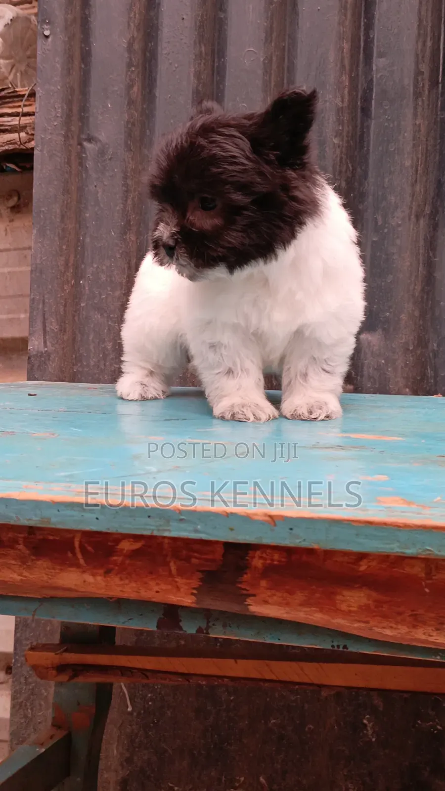1-3 months Female Purebred Havanese