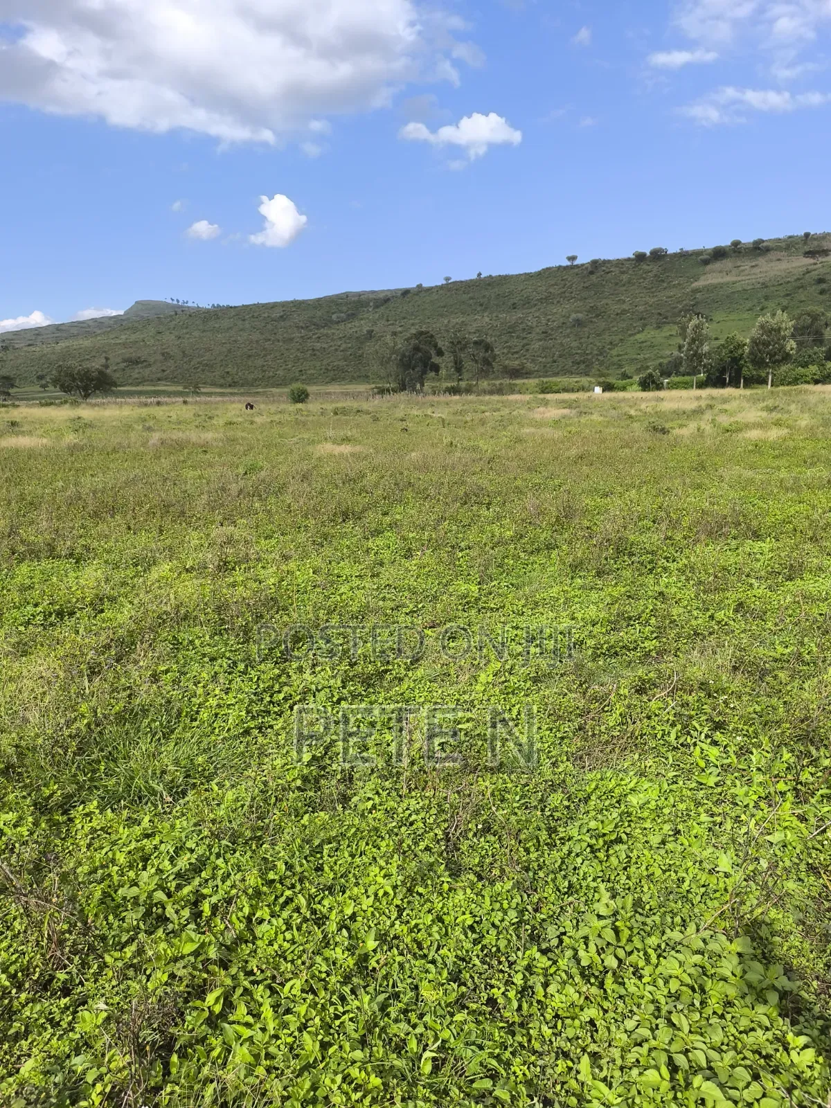 5 Acres Mbaruk Nakuru Quick Sale!