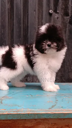 1-3 months Female Purebred Havanese