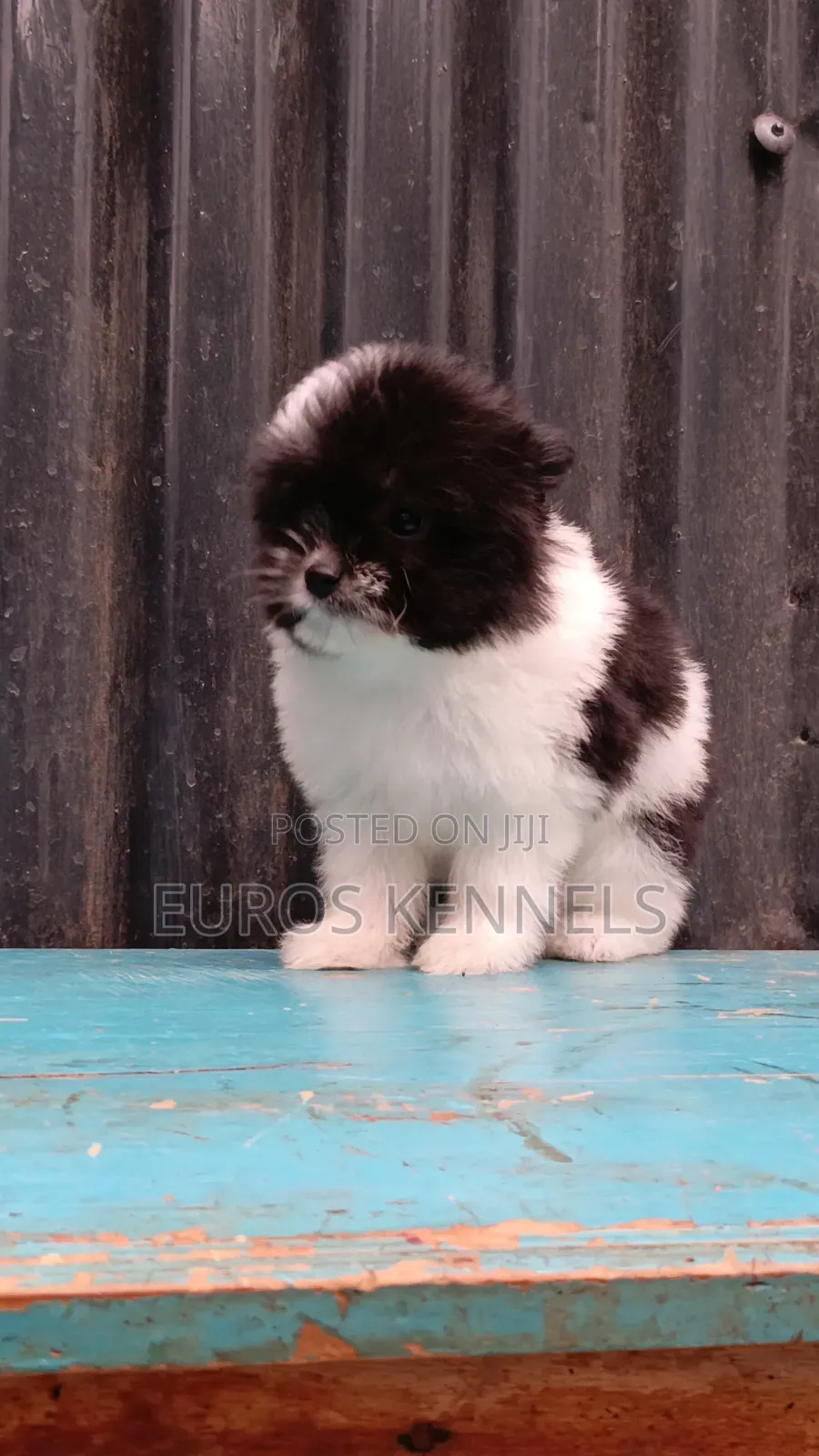 1-3 months Female Purebred Havanese