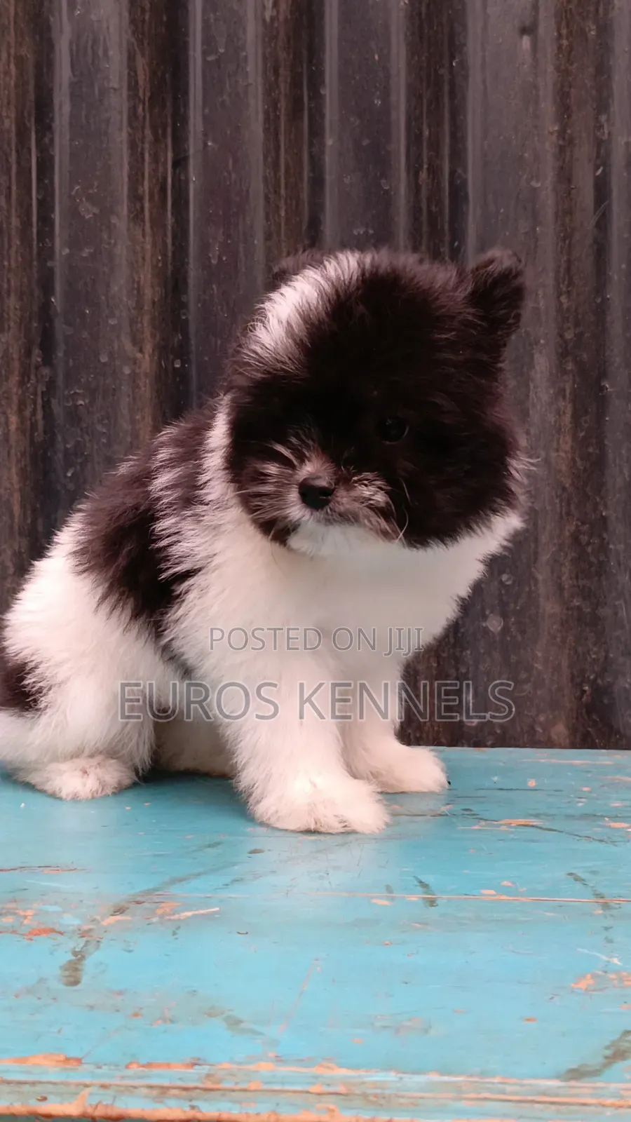 1-3 months Female Purebred Havanese