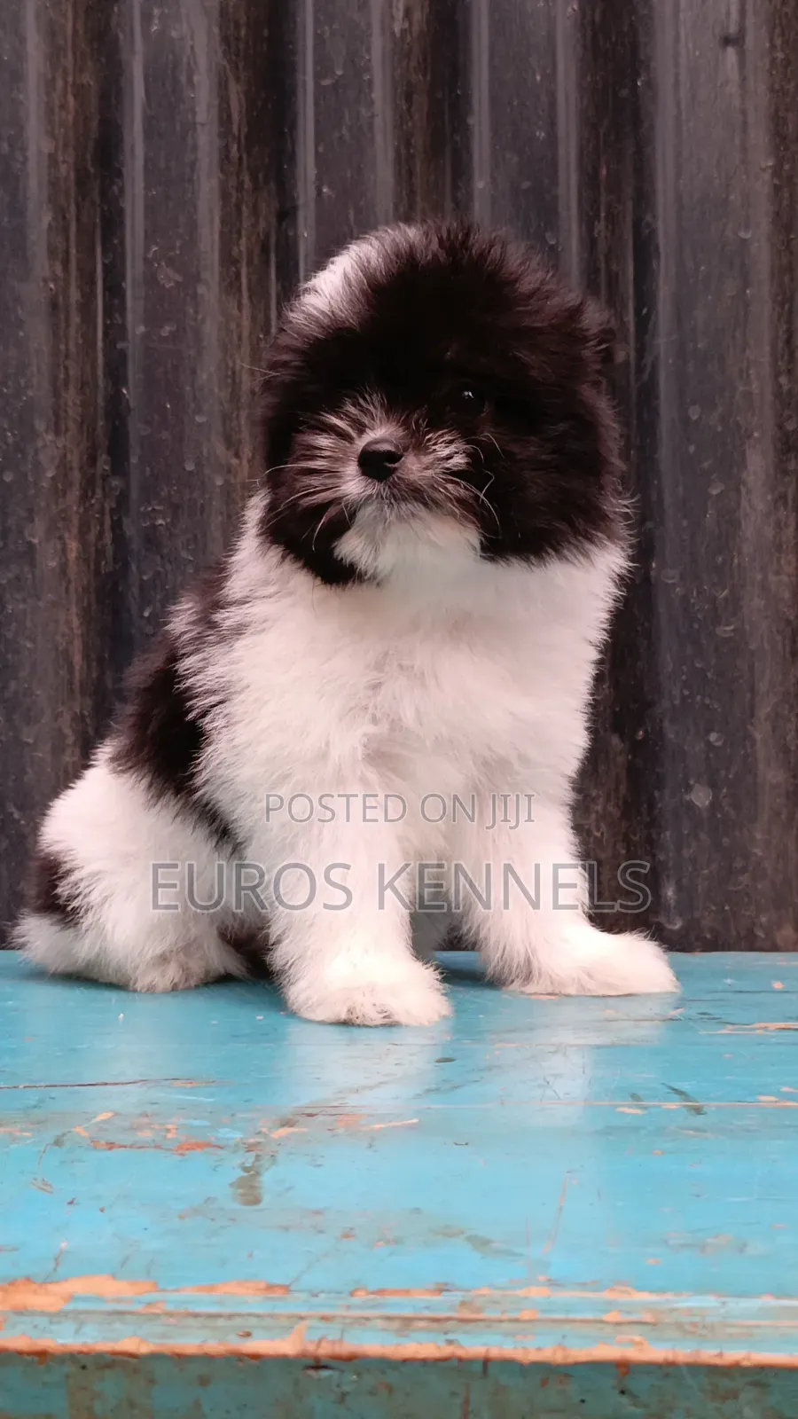 1-3 months Female Purebred Havanese