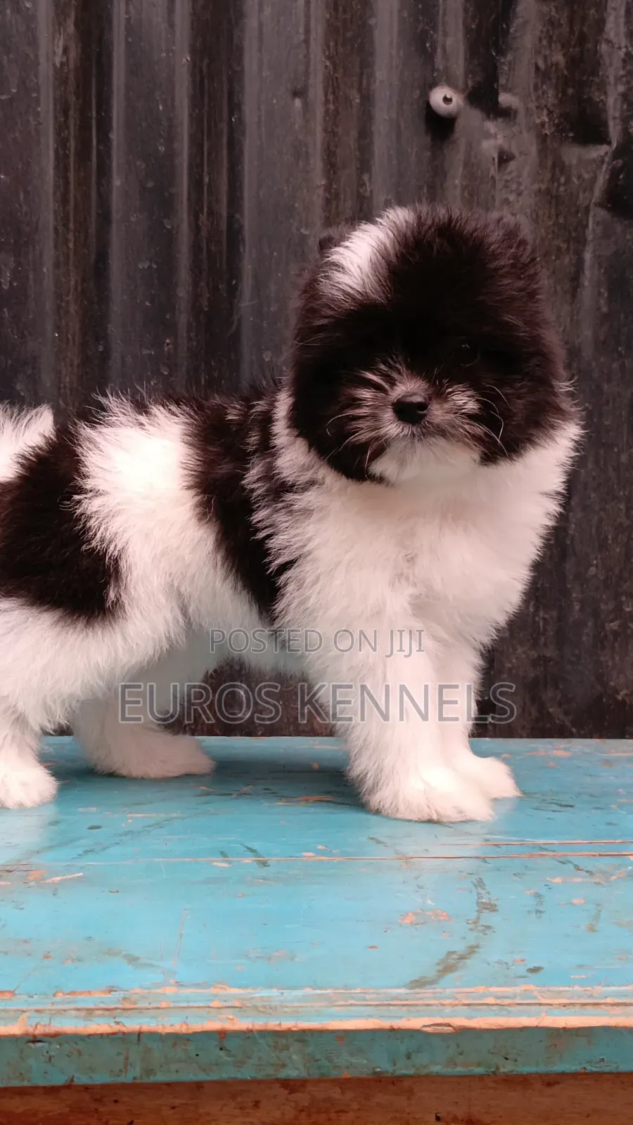 1-3 months Female Purebred Havanese
