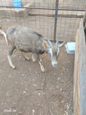 Goat. Incalf 3weeks