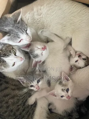 3-6 months Male Mixed Breed Tabby